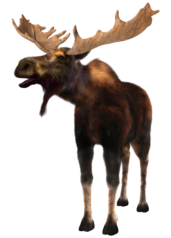 Moose Sightings in Moose Country - Amasa, Michigan