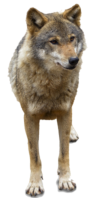 Wolf at Tall Pines - We carry hunting supplies, fishing supplies, ORV licenses, ORV supplies, hunting, fishing, hunting resort, fishing resort