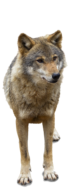 Wolf at Tall Pines - We carry hunting supplies, fishing supplies, ORV licenses, ORV supplies, hunting, fishing, hunting resort, fishing resort