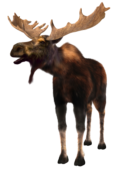 Moose Sightings in Moose Country - Amasa, Michigan